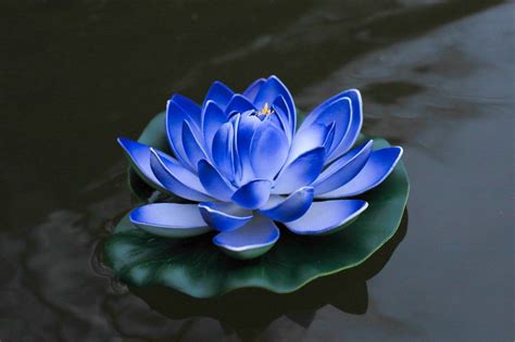 Breathtaking Blue Lotus Flower Images