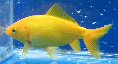 yellow goldfish from Rain Garden | Age of Aquariums | Pinterest