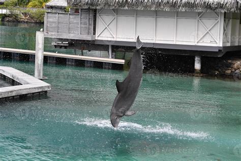 common dolphin jumping outside polynesia bungalow 17419217 Stock Photo ...