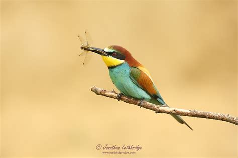 JUST BIRD PHOTOS | Bee-eaters