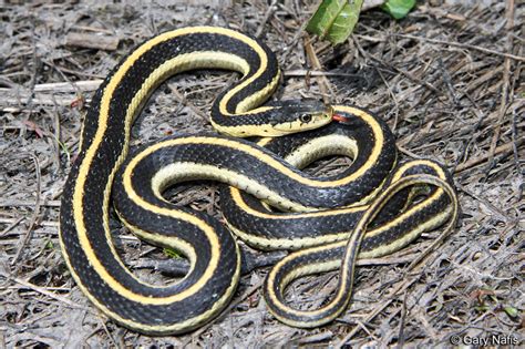 Identifying California Gartersnakes