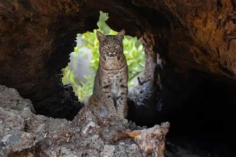 Bobcat - Facts, Size, Diet, Pictures - All Animal Facts