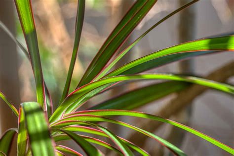 Best Soil for Dracaena Marginata - Garden Gear Shop