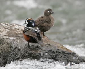 Harlequin Duck - Barnegat Bay Partnership