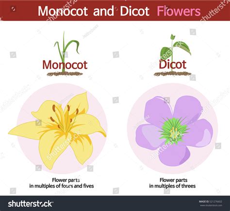 Una imagen comparando flores monocasco y: vector de stock (libre de regalías) 521276602 ...