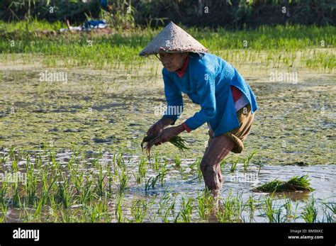 Mekong Delta Rice