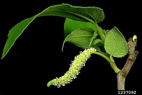 Broussonetia papyrifera - UF/IFAS Assessment - University of Florida, Institute of Food and ...