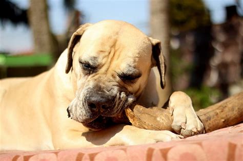 Boerboel - South African Mastiff Breed Guide - Animal Corner