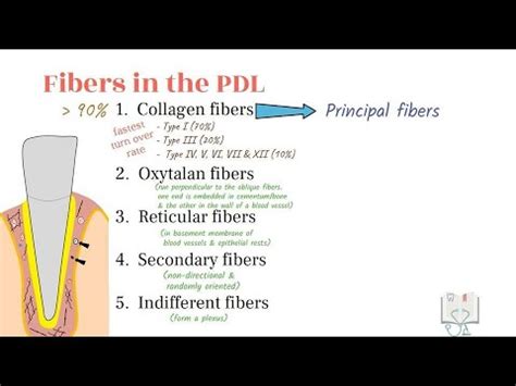 Fibers of Periodontal Ligament & Gingiva - YouTube