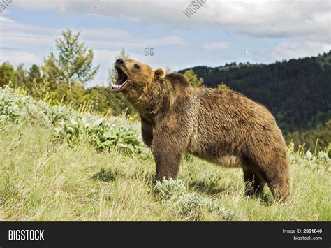 Grizzly Bear Growling Image & Photo | Bigstock