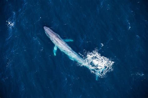 Genome sequencing shows baleen whales intermingled more than thought