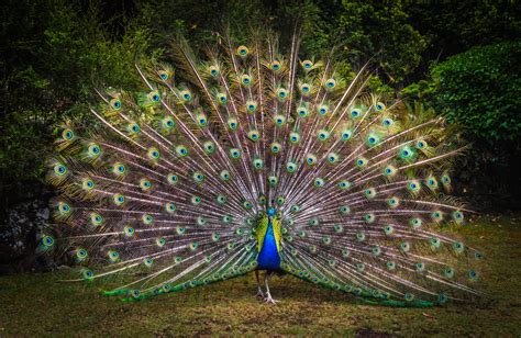 Peacock Wallpaper 4K, Green Grass, Beautiful