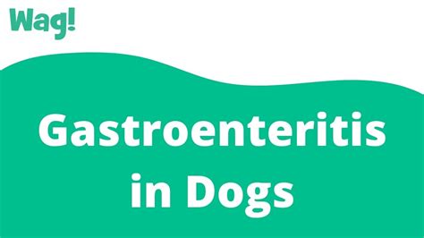 How Can I Treat My Dogs Gastroenteritis At Home