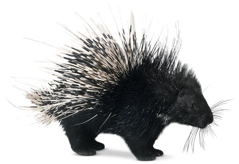 Porcupine Facts | Baby Porcupine | DK Find Out