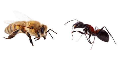 Bees vs Ants. Why Bees are Best.