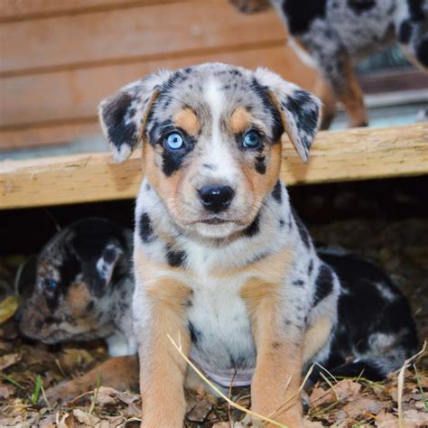 View 28 Miniature Australian Shepherd Blue Heeler Mix - pic-source