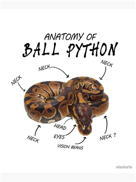 "Anatomy of a Ball Python" Poster for Sale by elzakaria | Redbubble