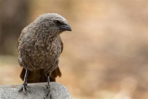 Mallee and Outback Birds of Victoria and Mungo - Australian Geographic