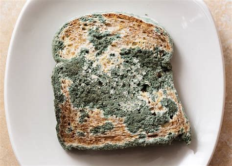 Moldy Bread Stock Photos, Pictures & Royalty-Free Images - iStock