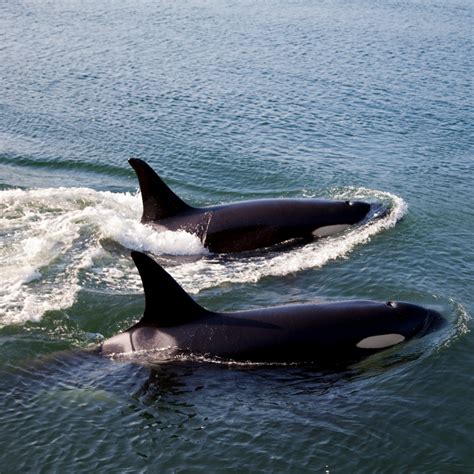 Orca Conservancy