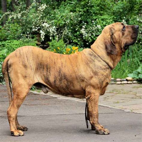 Fila Brasileiro Breed Guide - Learn about the Fila Brasileiro.