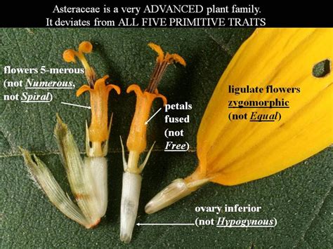 families-Asteraceae – Ohio Plants