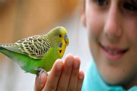 Top 9 Best Pet Birds for Kids