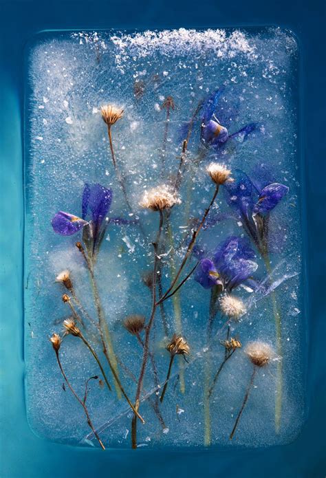 Romantic photographs of frozen flowers in blocks of ice capture the fragility of nature ...