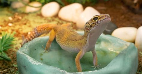 Leopard Gecko Tank Setup Ideas - A-Z Animals