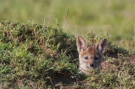 Newsletter n°11 - March 2014 - Tendua - Association for biodiversity ...