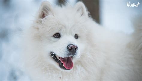 Chó Samoyed | A-Z Đặc điểm - Cách nuôi - Giá chó Samoyed