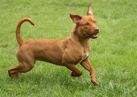 12 Vizsla Mix Breeds You Might Just Fall in Love With (w/ Pics)