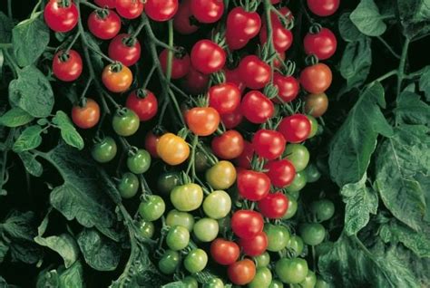 The 18 Best Indeterminate Tomato Varieties - Minneopa Orchards