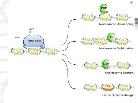 Chromatin remodeling