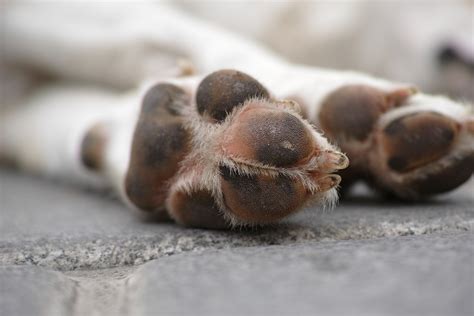 How to Help Your Dog with Paw Allergies: Tips and Treatment Options - Love4MyDog