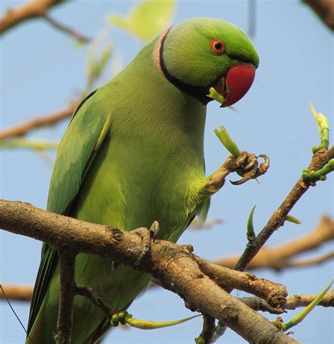 Indian Ringneck Parrot.