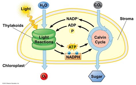 Photosynthesis - Wikiversity