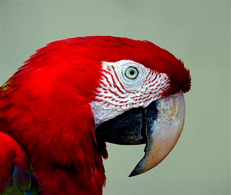 Red Blue Macaw. | The scarlet macaw (Ara macao) is a large, … | Flickr