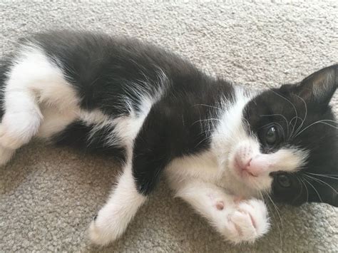 Beautiful black and white half ragdoll kitten | in Leicester ...