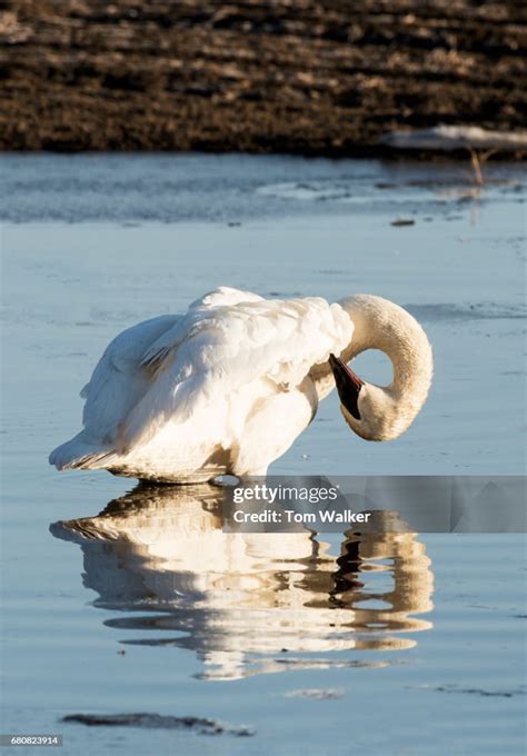 Trumpeter Swans Alaska Spring Migration Nesting Season High-Res Stock ...