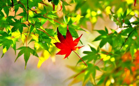 Maple Leaf Picture Photo - Wallpaper, High Definition, High Quality ...