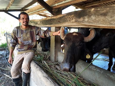 Carangcarang dairy farm receives three dairy buffaloes – Philippine Carabao Center