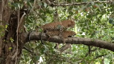 Viral News | Video of Leopard Mating From Madhya Pradesh's Bandhavgarh ...