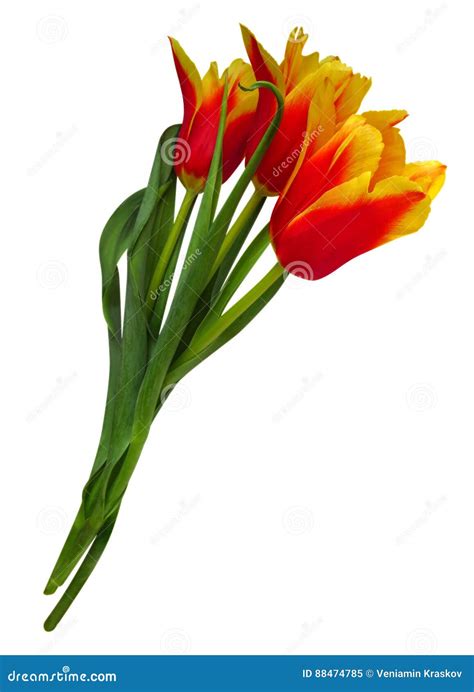 Bouquet of Red-yellow Tulips Isolated Stock Image - Image of isolated ...