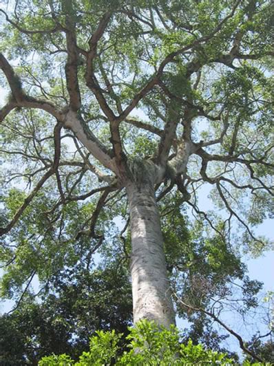 Mahogany Tree: Pictures, Photos, Images, Facts on Mahogany Trees