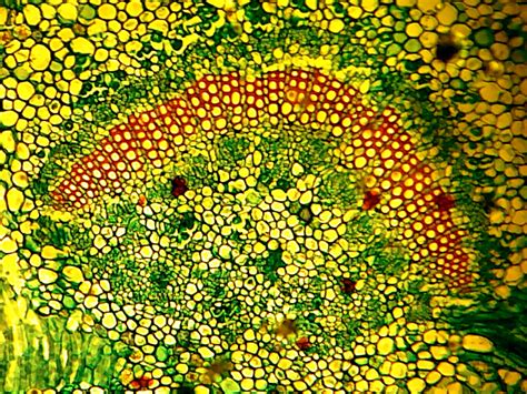 biology: 16+ Wallpaper Biology Background Images Pictures