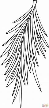 Evergreen Tree Branch coloring Page  Free Printable Coloring Pages sketch template