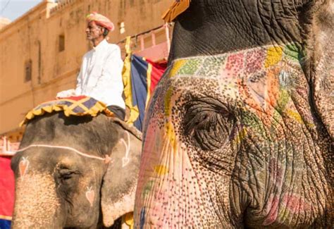 Refusing to Ride: The Real Story Behind Elephant Tourism in India | NOMADasaurus