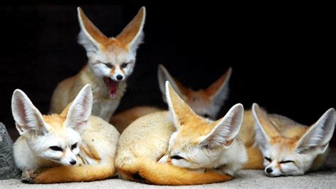 Cute Fennec fox family wallpaper - backiee