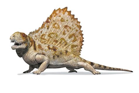 We’ve drawn iconic sail-wearing Dimetrodon wrong for 100 years | New Scientist